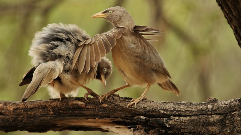 VIVEK JOSHI PHOTOGRAPHY