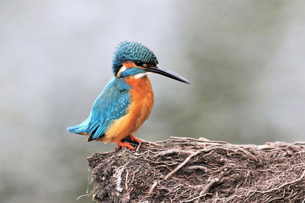 VIVEK JOSHI PHOTOGRAPHY