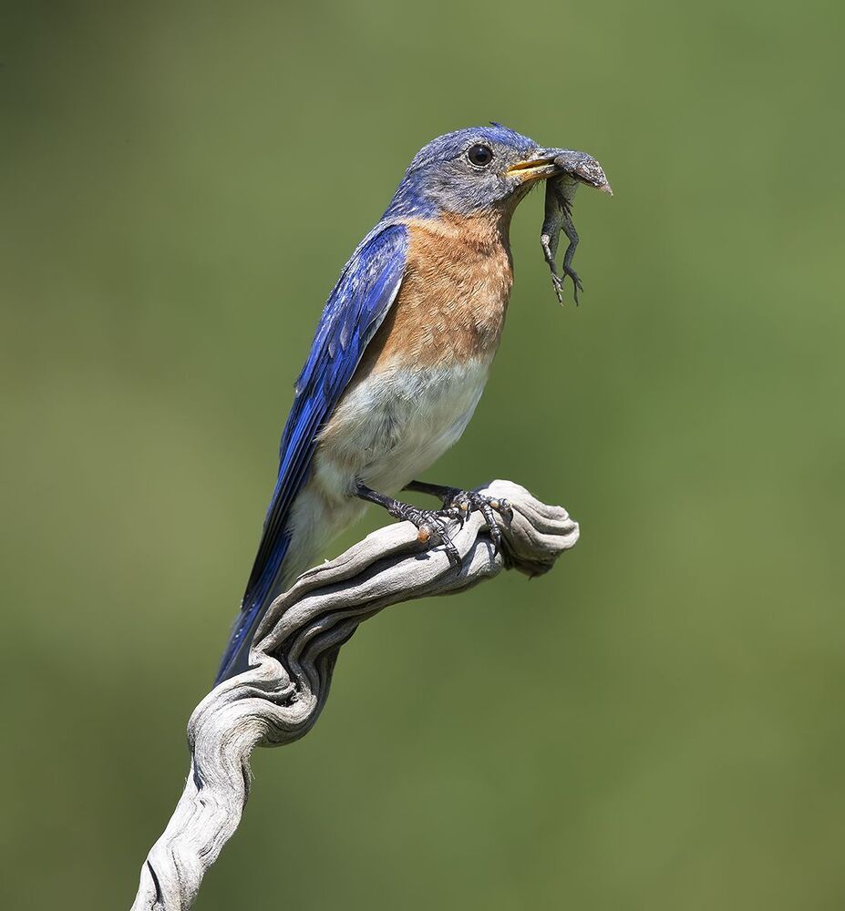 Восточная сиалия  поймал ящерицу - Eastern Bluebird catches lizard