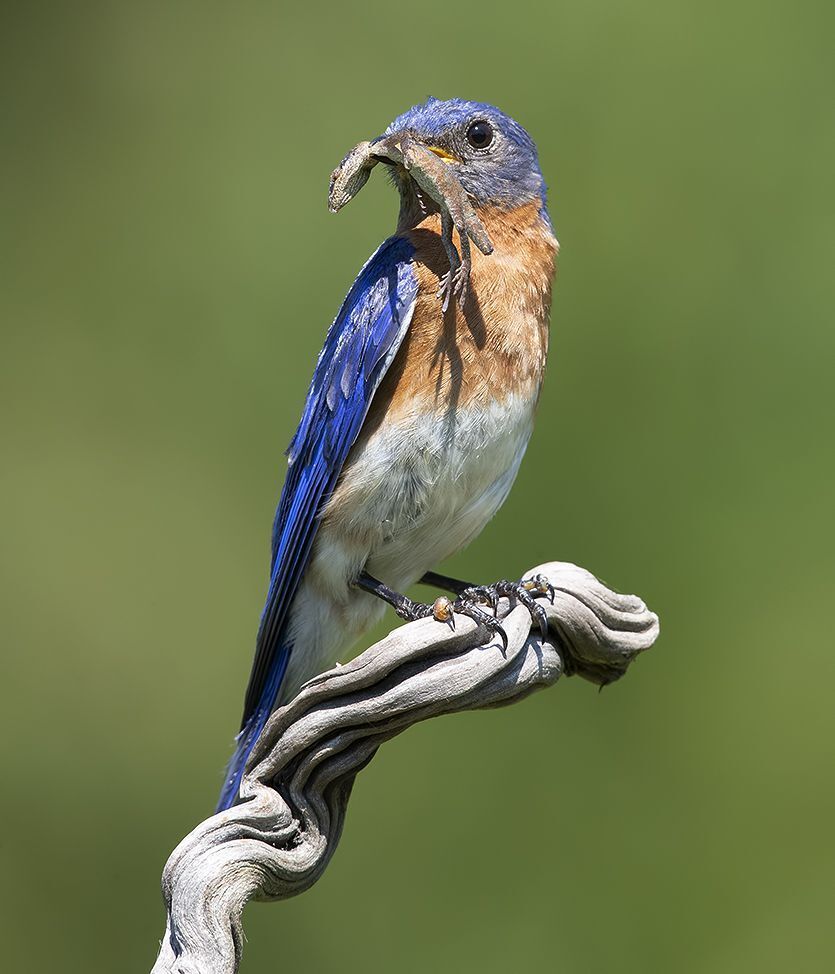 Восточная сиалия  поймал ящерицу - Eastern Bluebird catches lizard