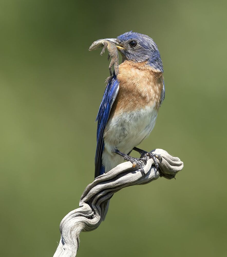 Восточная сиалия  поймал ящерицу - Eastern Bluebird catches lizard