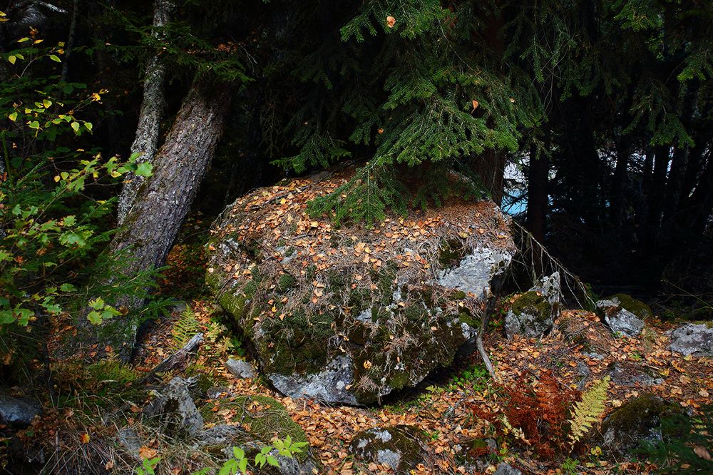 Photo 1518965