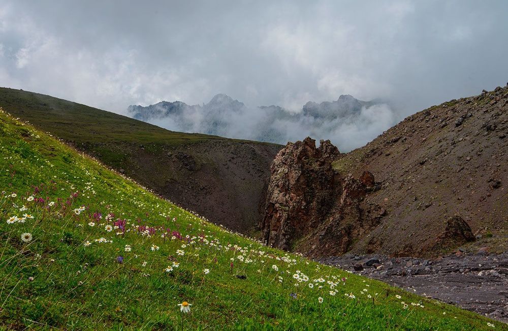 Альпийские луга