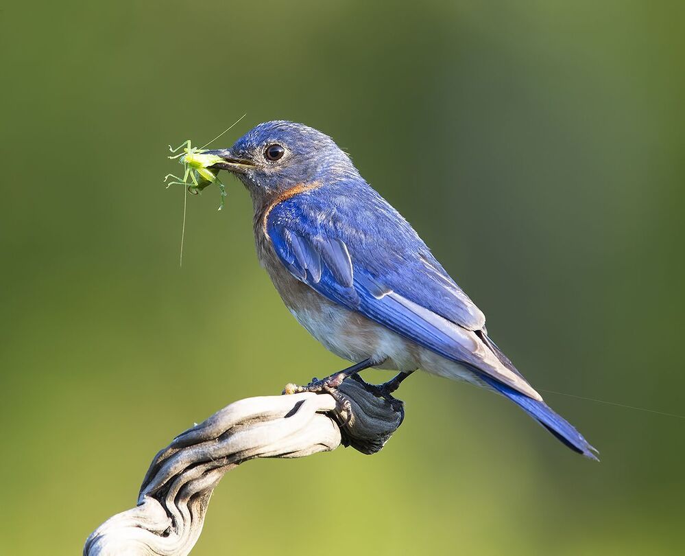 Восточная сиалия пара с угощением -Eastern Bluebird