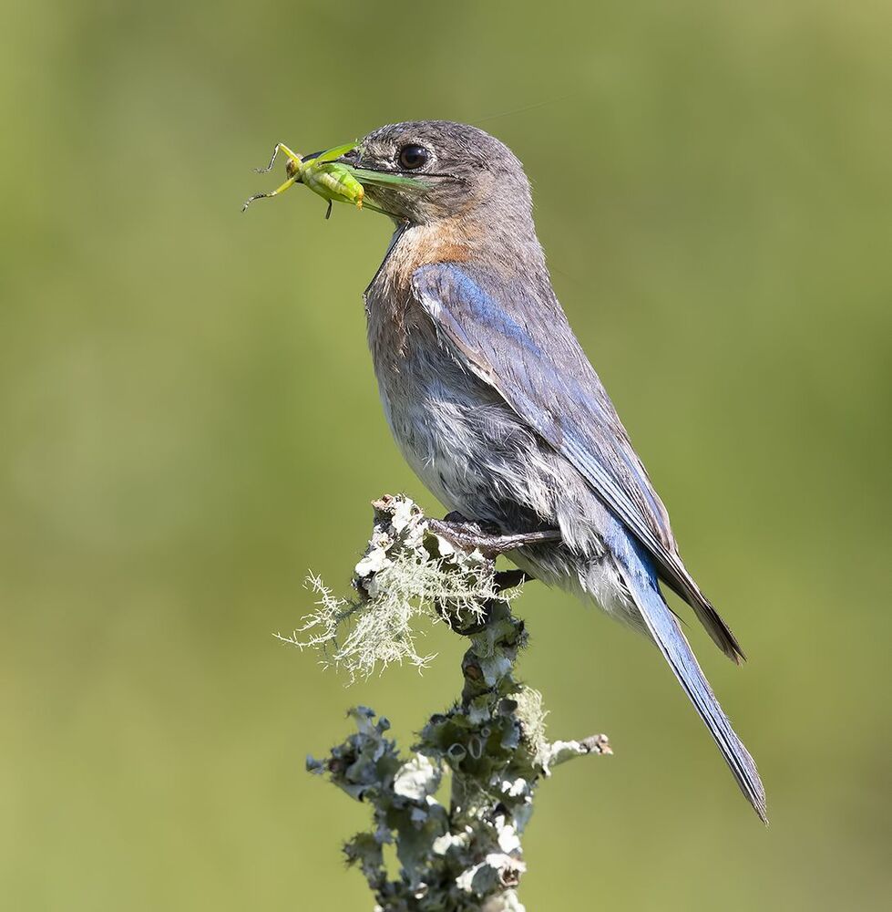 Восточная сиалия пара с угощением -Eastern Bluebird