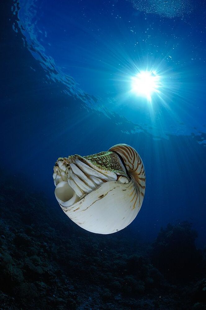 Palau Nautilus.