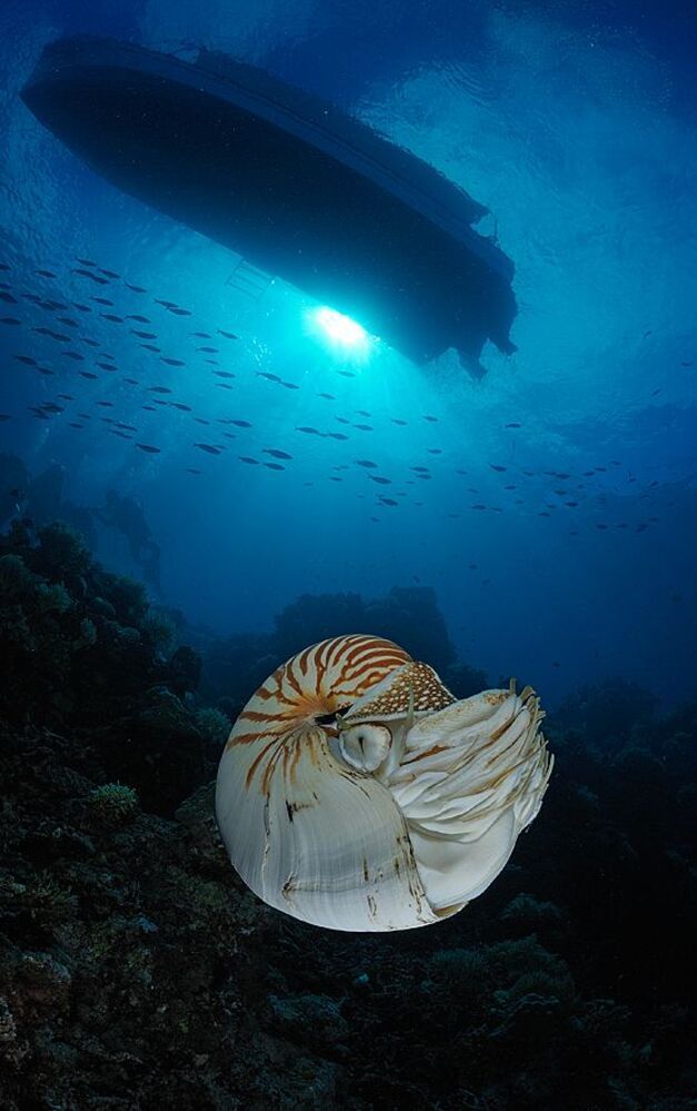 Palau Nautilus.