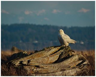 Вот она. Snowy Owl или Strigiformes Strigidae Bubo scandiacus или просто Полярная Сова