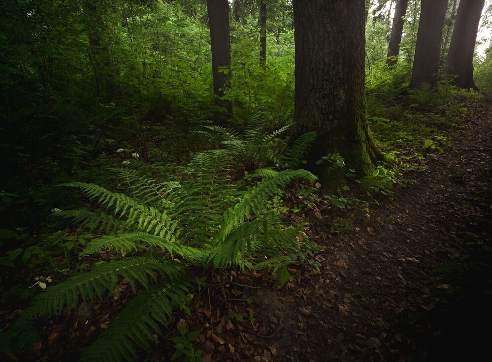 Vegetation