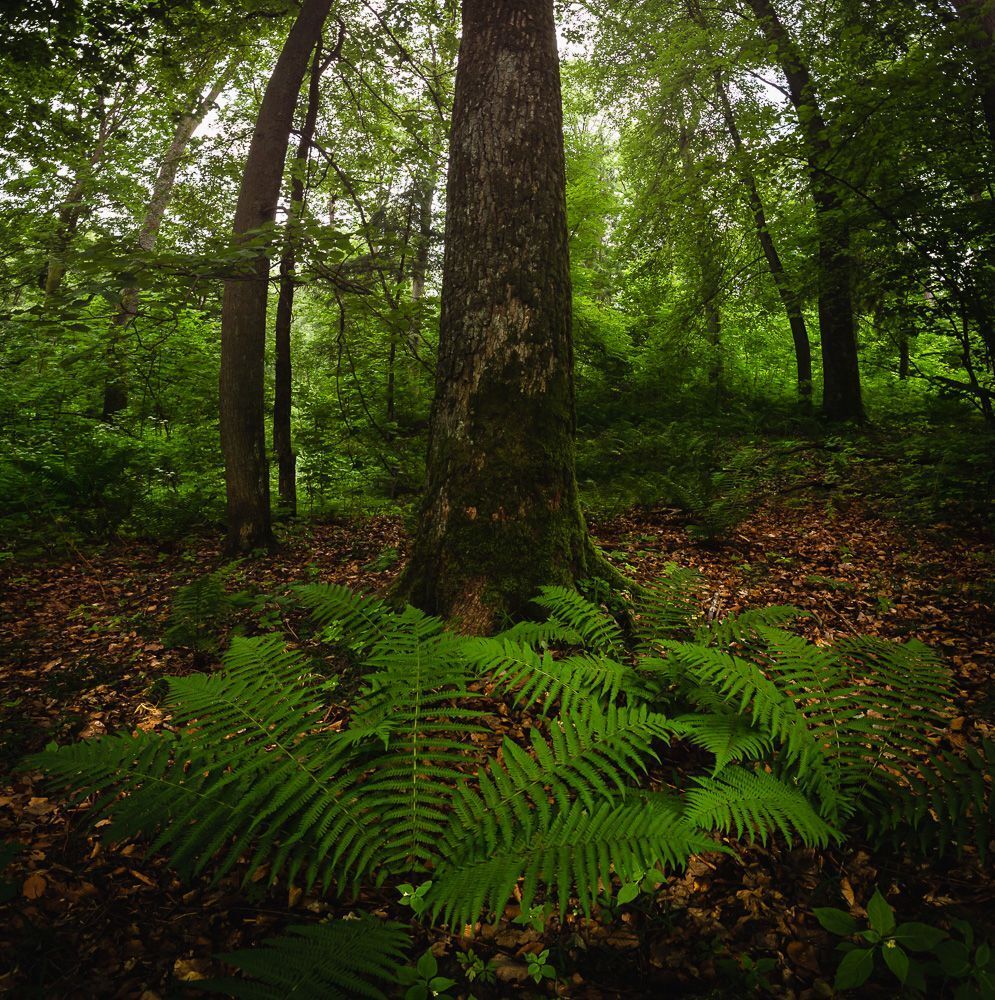 Vegetation