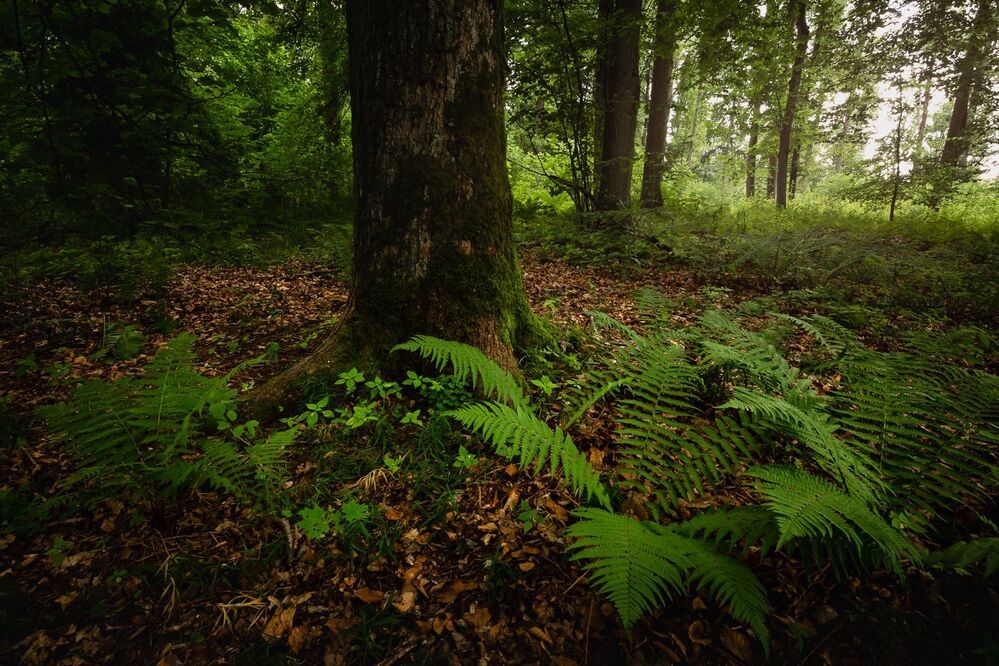 Vegetation