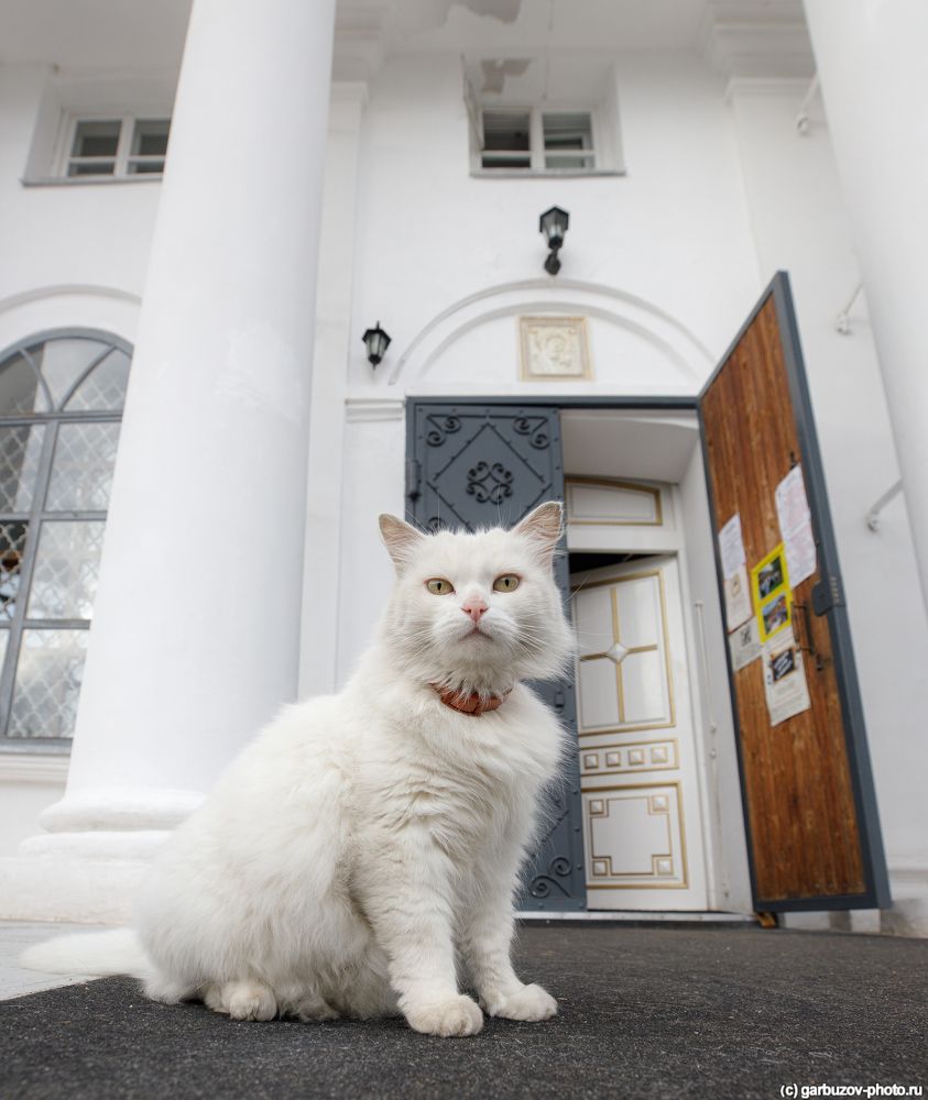 Котейка при Соборе Иконы Божией Матери Казанская, Ярославль.