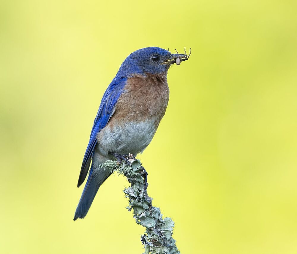 Восточная сиалия - Eastern Bluebird female and male