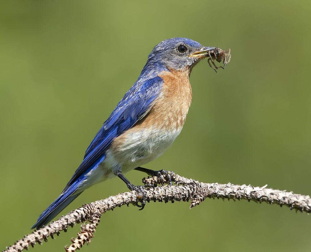 Восточная сиалия - Eastern Bluebird female and male