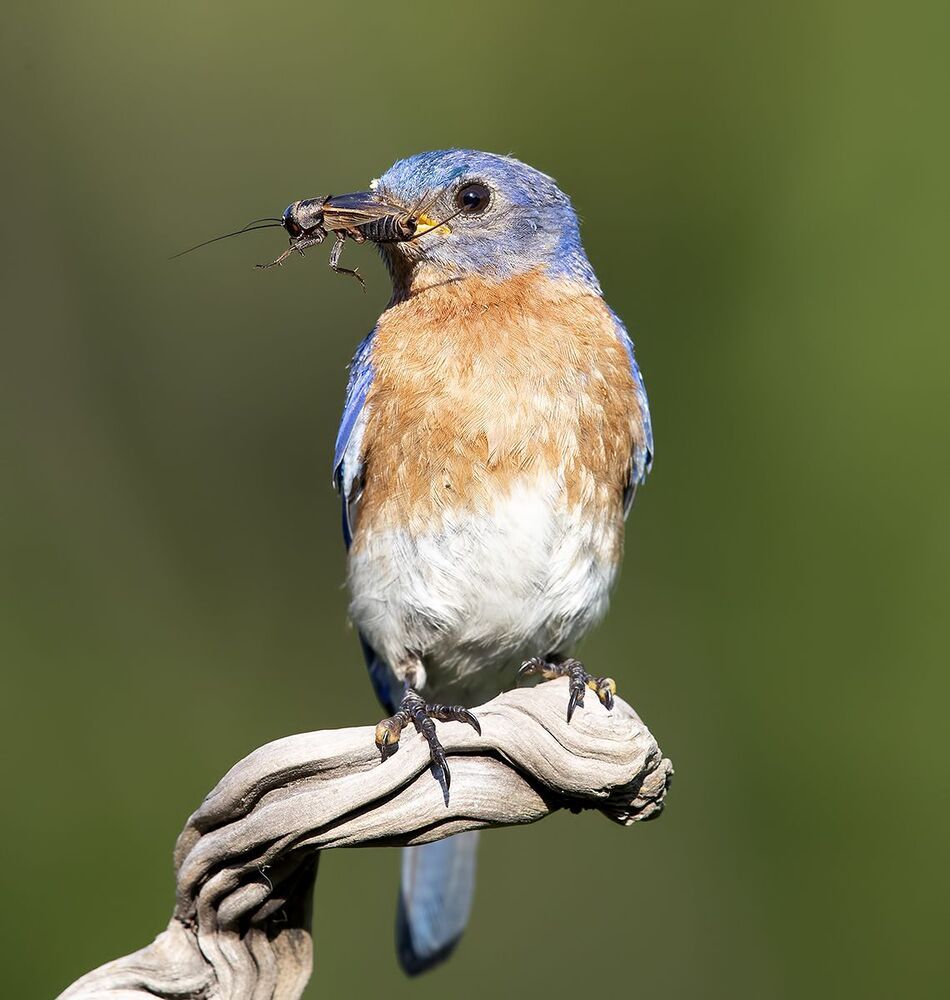 Восточная сиалия - Eastern Bluebird female and male