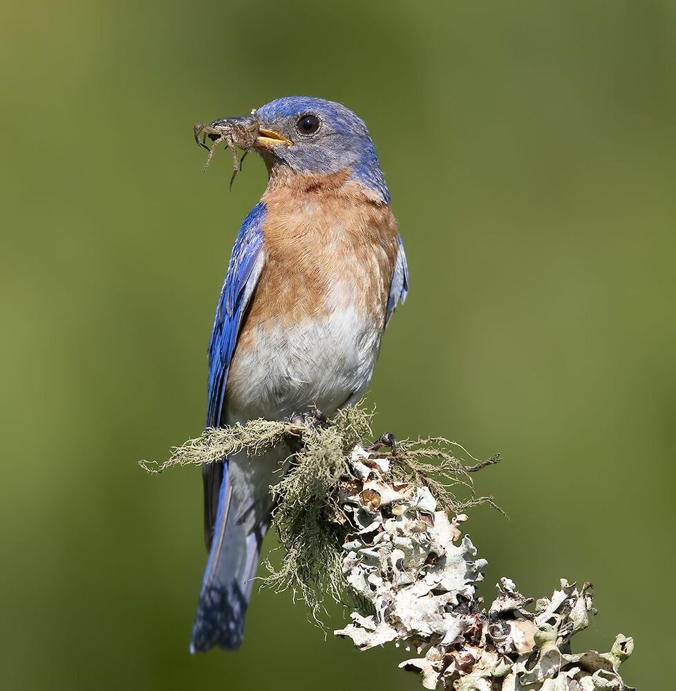 Восточная сиалия - Eastern Bluebird female and male