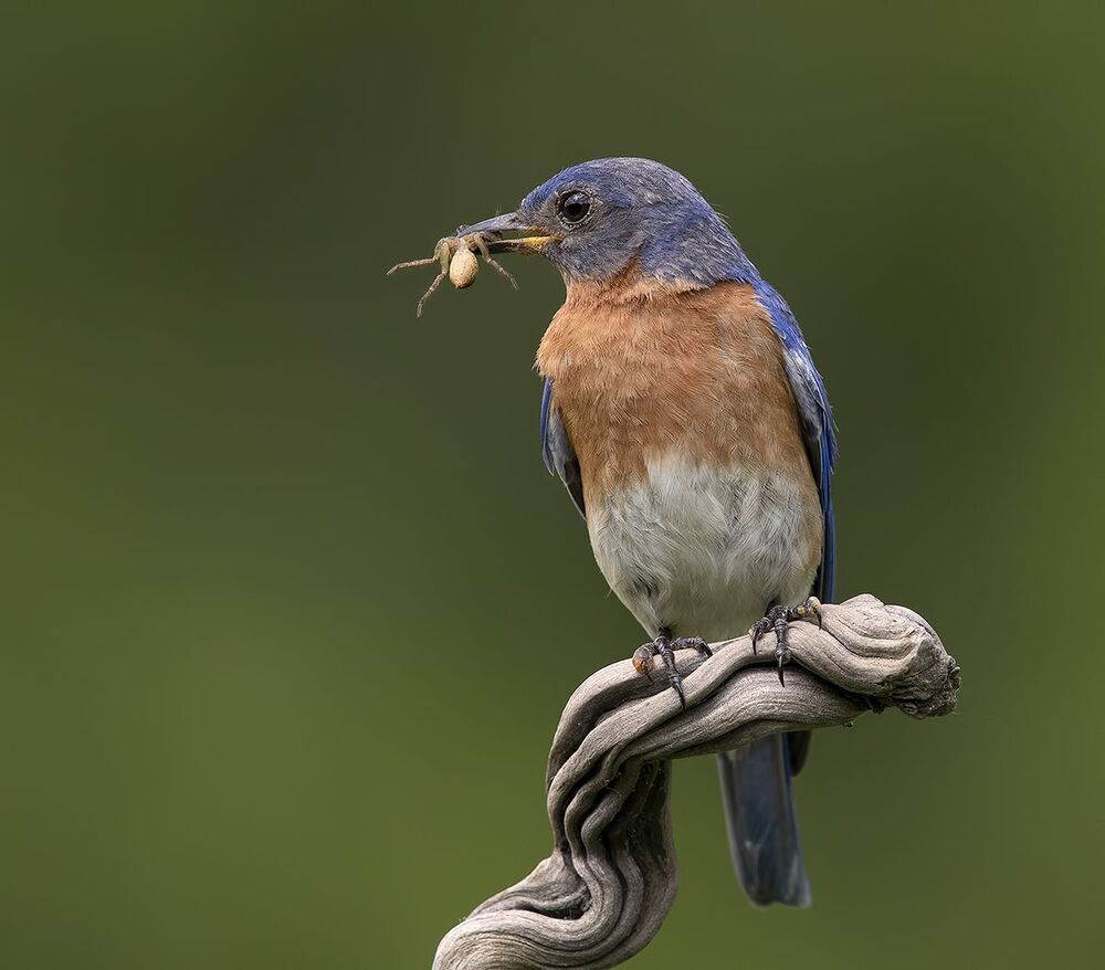 Восточная сиалия - Eastern Bluebird female and male