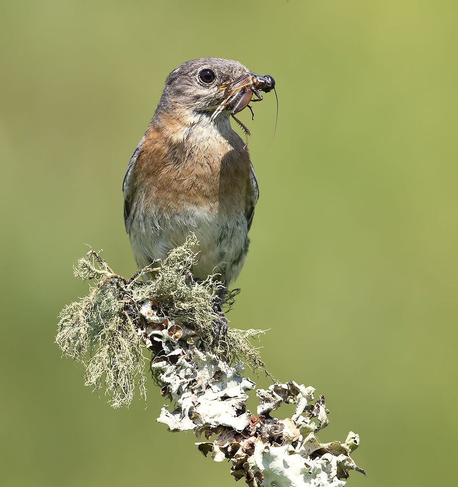 Восточная сиалия - Eastern Bluebird female and male