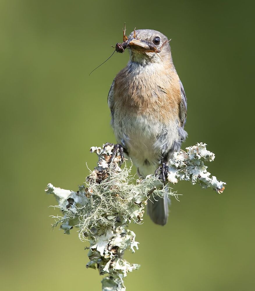 Восточная сиалия - Eastern Bluebird female and male