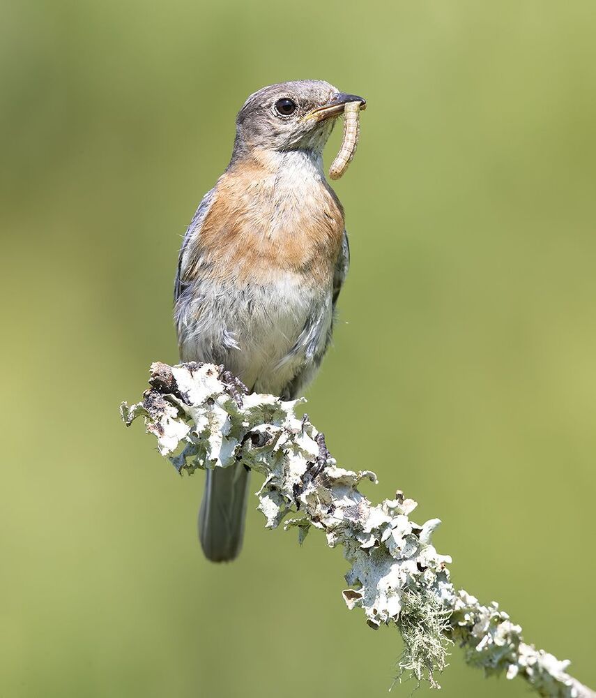Восточная сиалия - Eastern Bluebird female and male