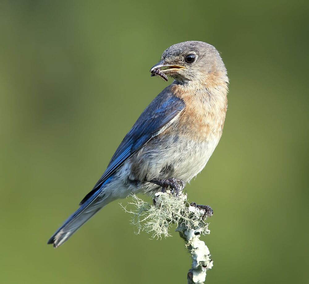 Восточная сиалия - Eastern Bluebird female and male