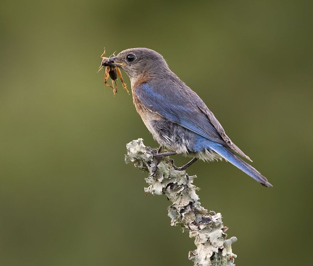 Восточная сиалия - Eastern Bluebird female and male