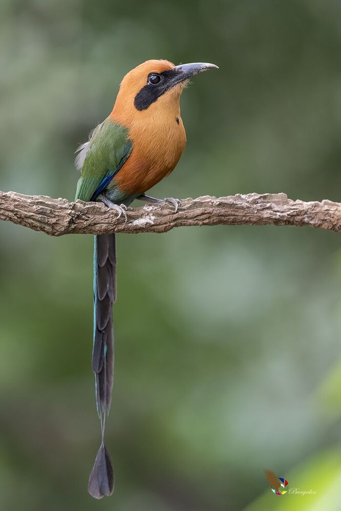 Rufous Motmot (Baryphthengus martii) Momoto Canelo Mayor (P&aacute;jaro Bobo) R