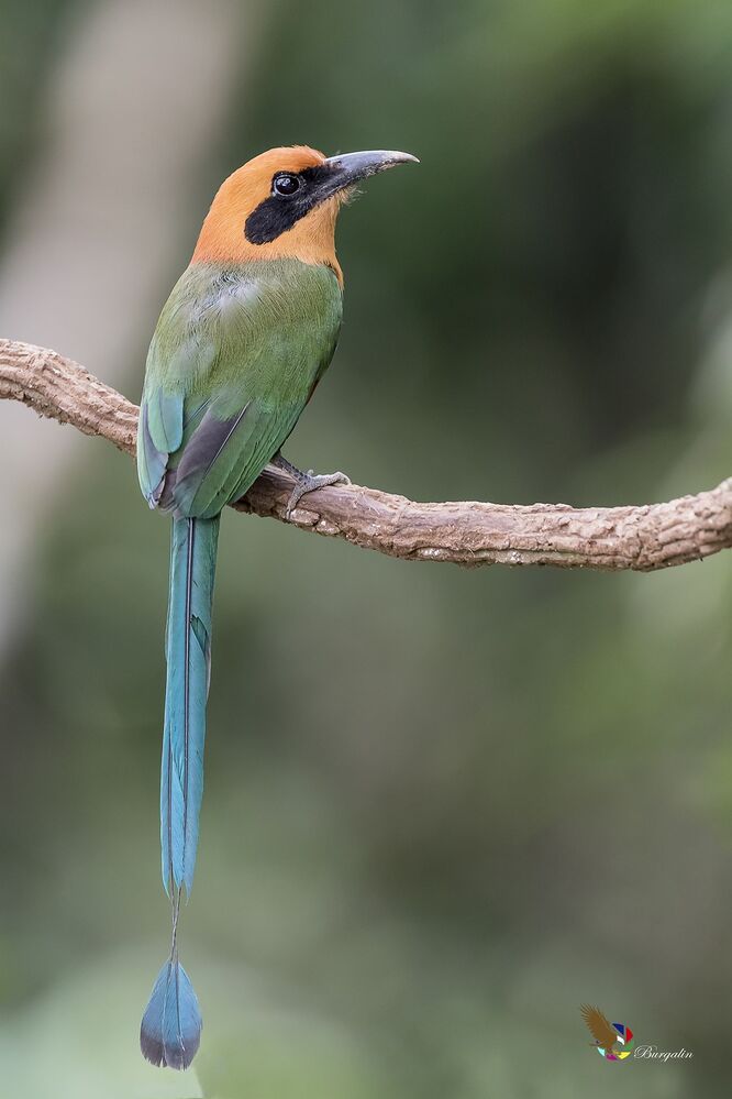 Rufous Motmot (Baryphthengus martii) Momoto Canelo Mayor (P&aacute;jaro Bobo) R