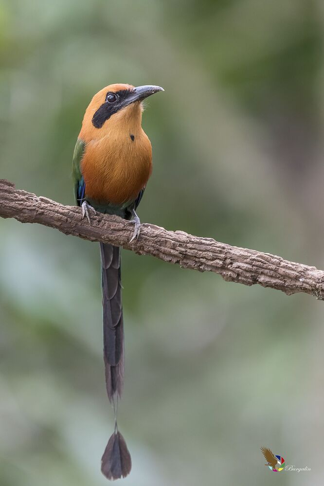 Rufous Motmot (Baryphthengus martii) Momoto Canelo Mayor (P&aacute;jaro Bobo) R