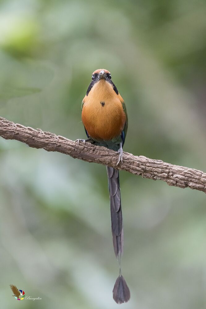 Rufous Motmot (Baryphthengus martii) Momoto Canelo Mayor (P&aacute;jaro Bobo) R