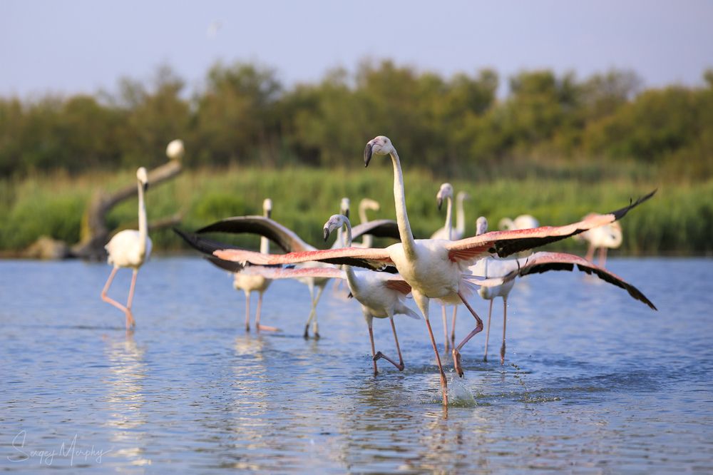 Ornithological park of Pont de Gau in Camargue.