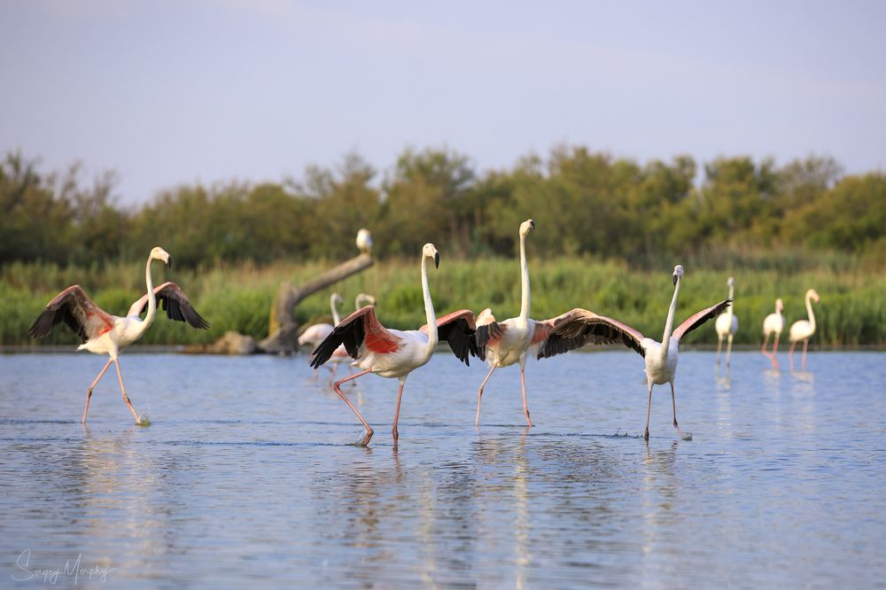Ornithological park of Pont de Gau in Camargue.