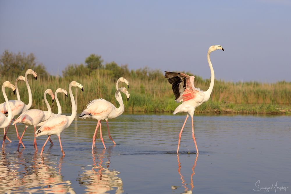 Ornithological park of Pont de Gau in Camargue.