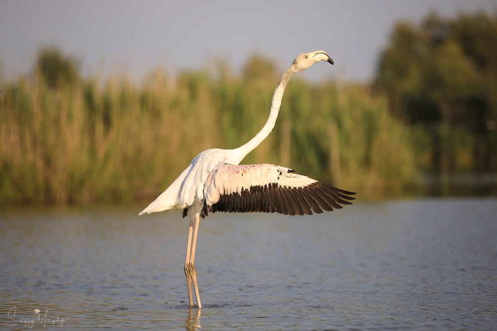 Ornithological park of Pont de Gau in Camargue.