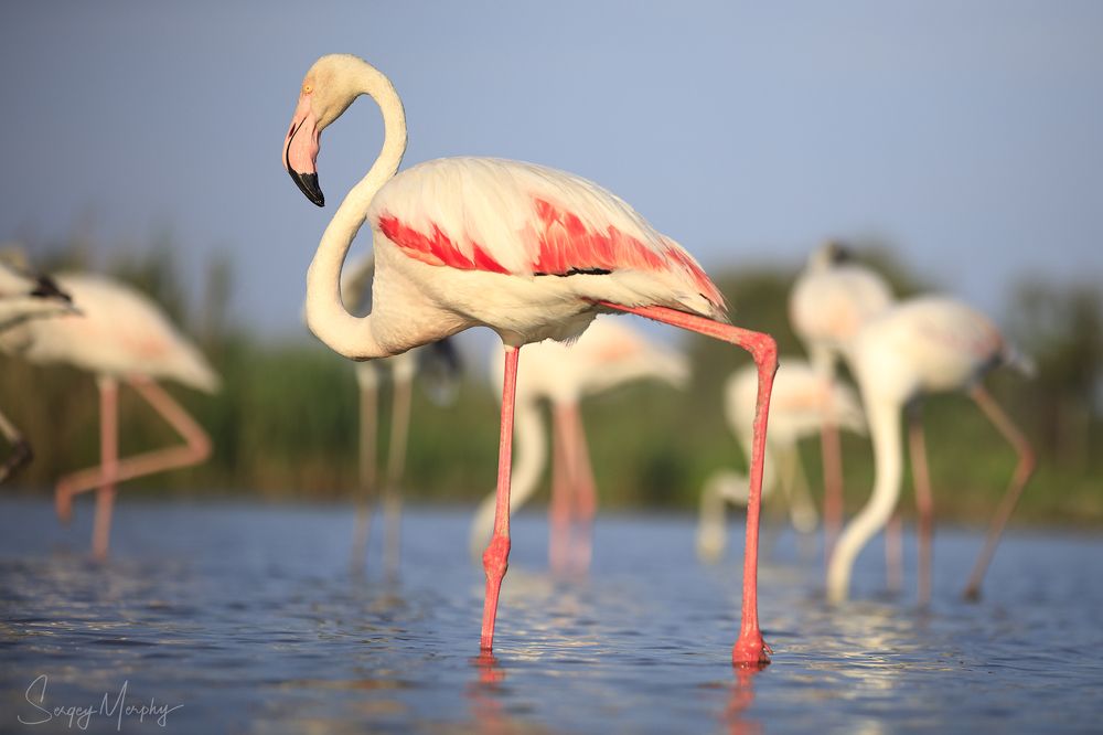 Ornithological park of Pont de Gau in Camargue.