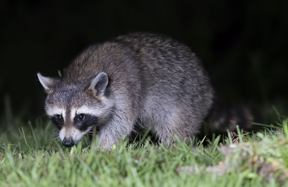 Raccoon - Енот-полоскун