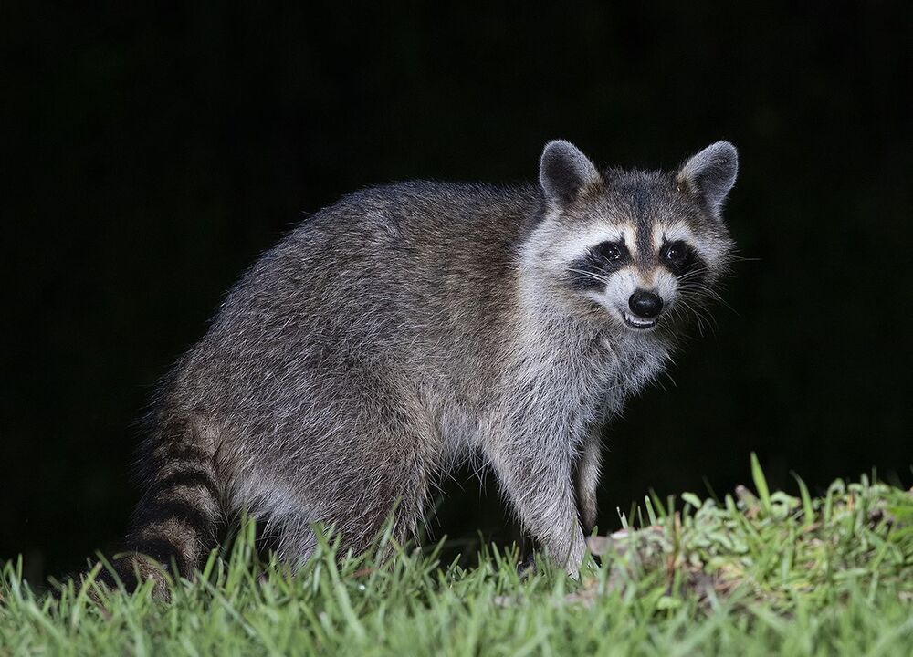 Raccoon - Енот-полоскун