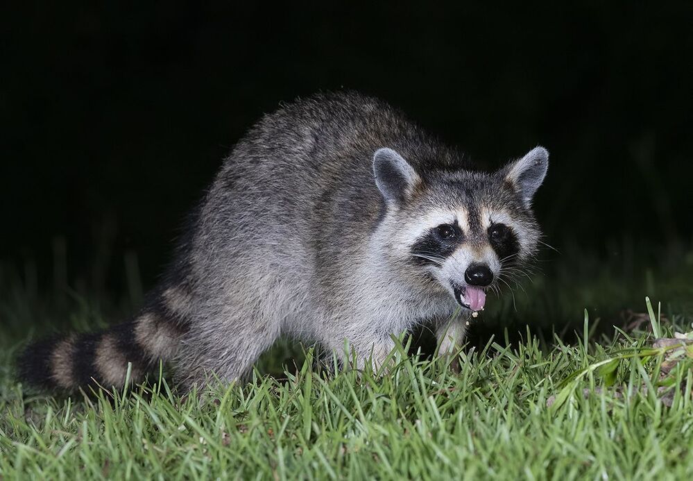 Raccoon - Енот-полоскун