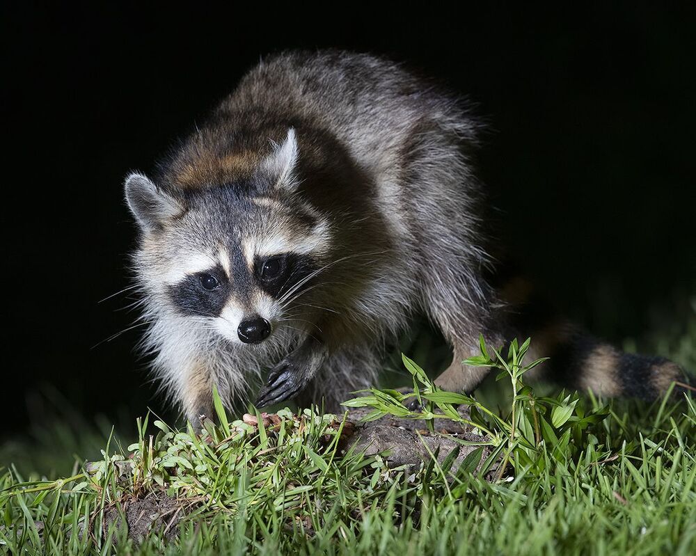Raccoon - Енот-полоскун