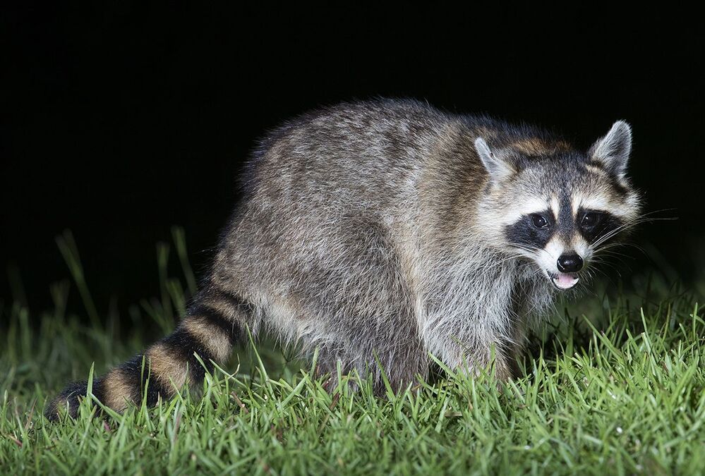 Raccoon - Енот-полоскун