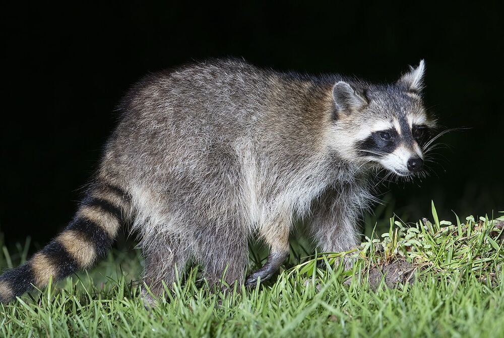 Raccoon - Енот-полоскун