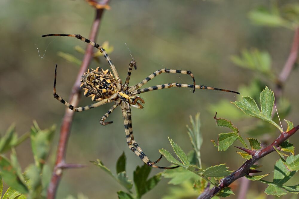 (Argiope lobata)