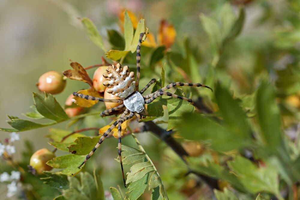 (Argiope lobata)