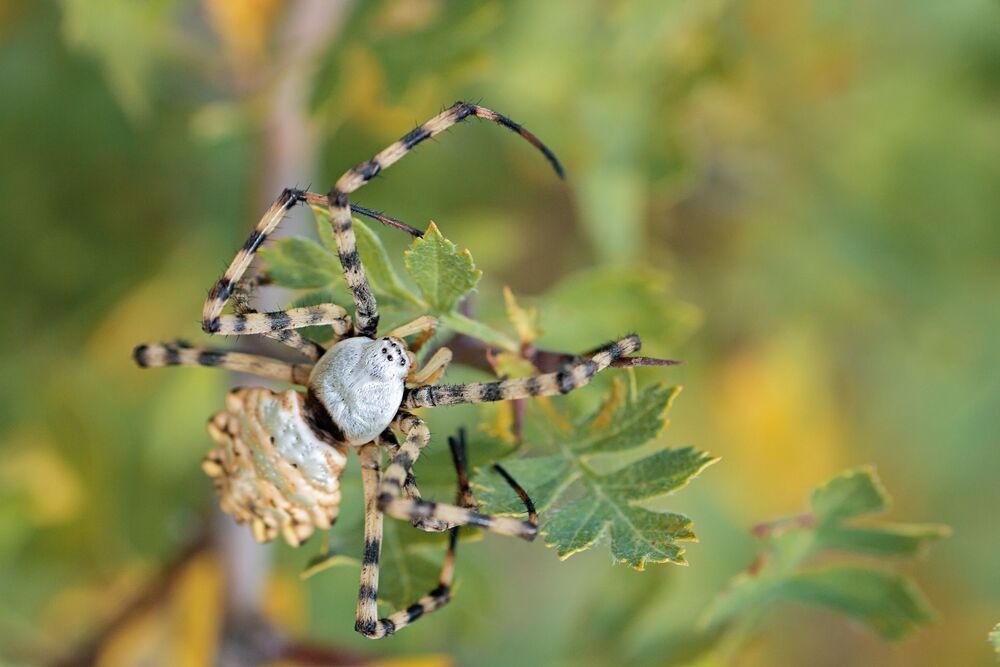 (Argiope lobata)