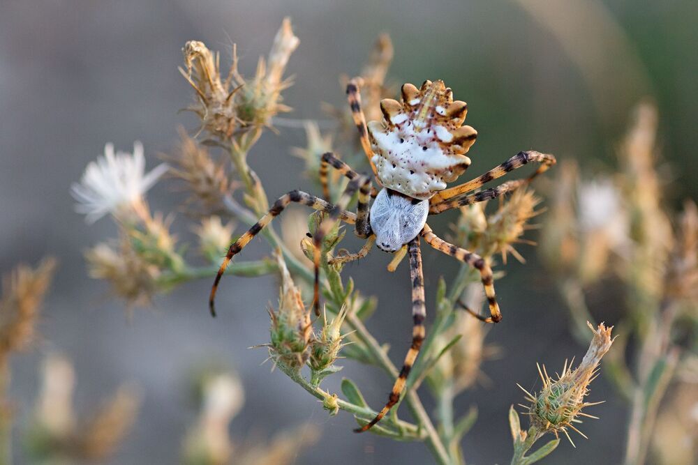 (Argiope lobata)