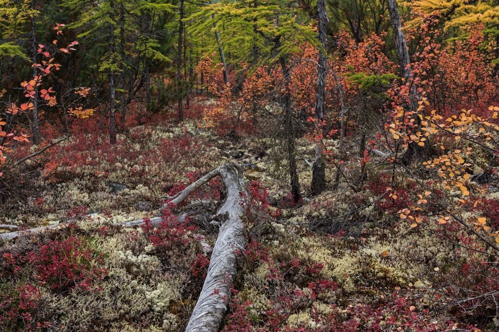 Осенняя композиция с сухим стволом