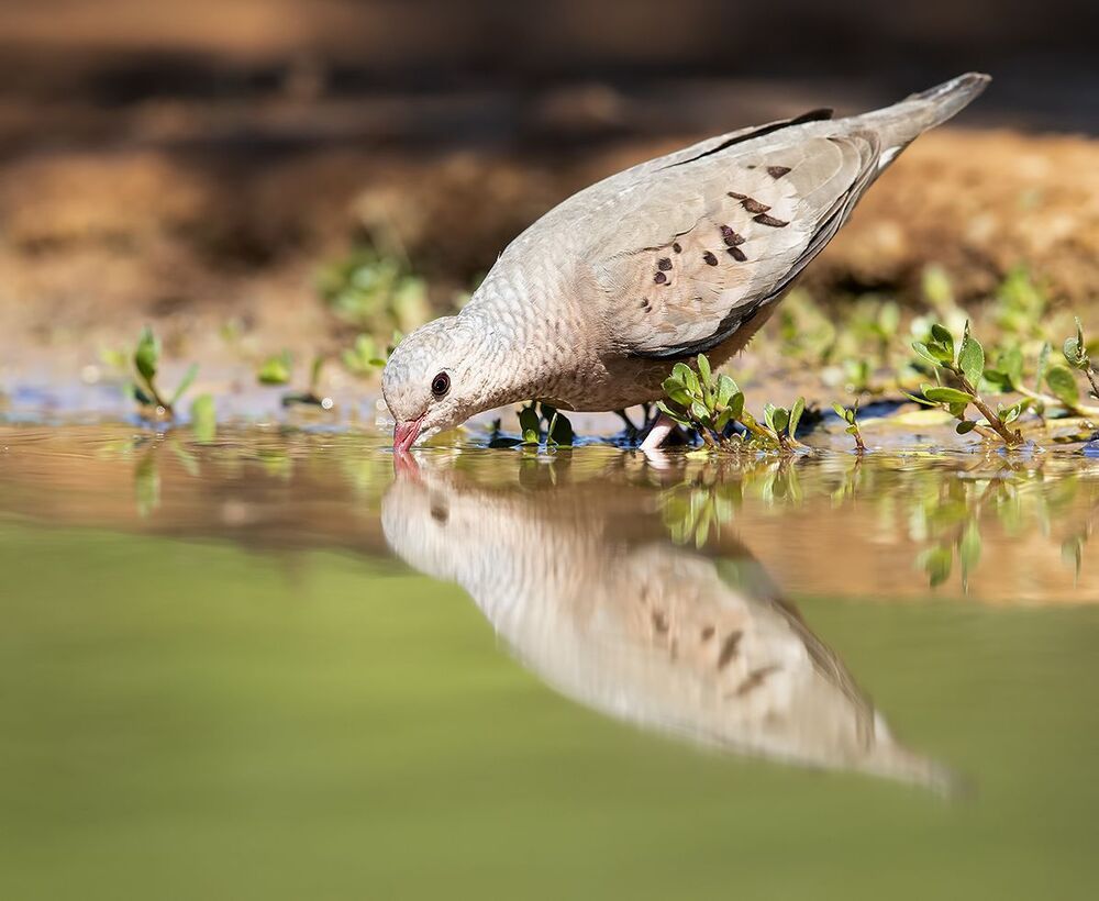 Common ground Dove - Воробьиная Земляная горлица