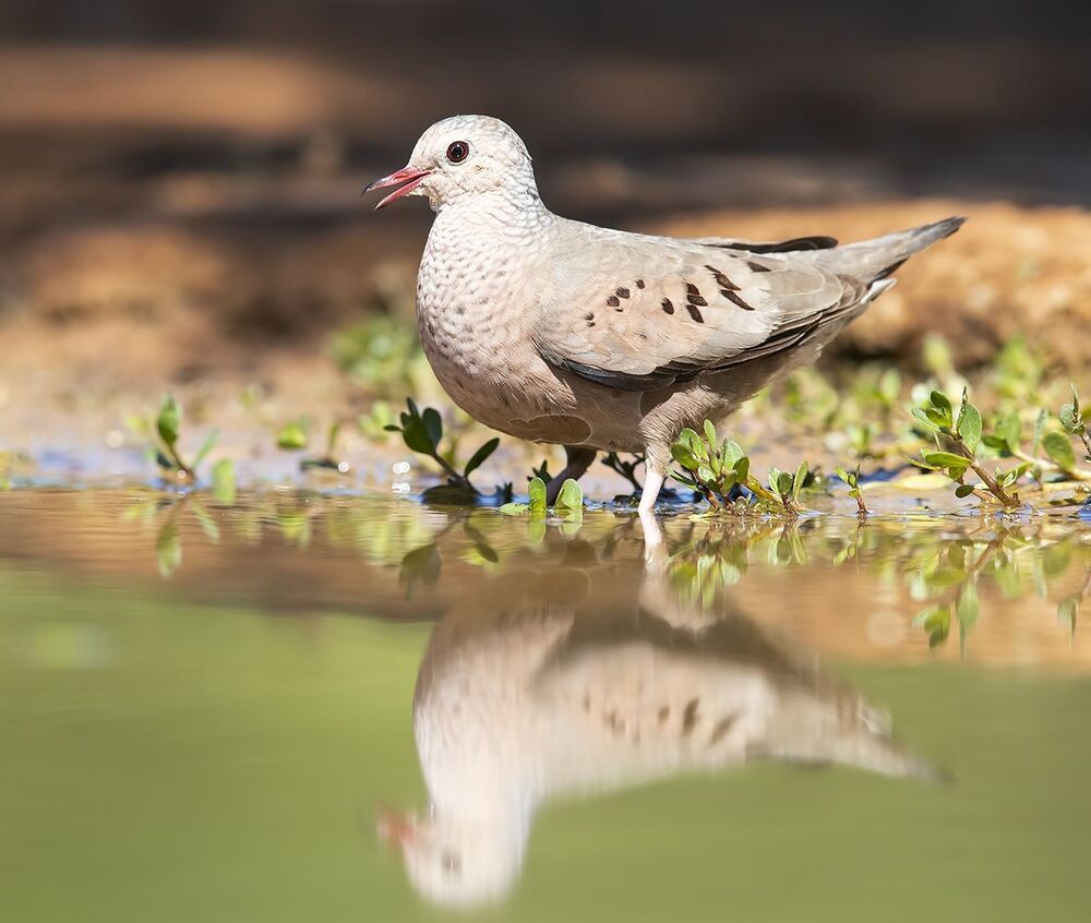 Common ground Dove - Воробьиная Земляная горлица