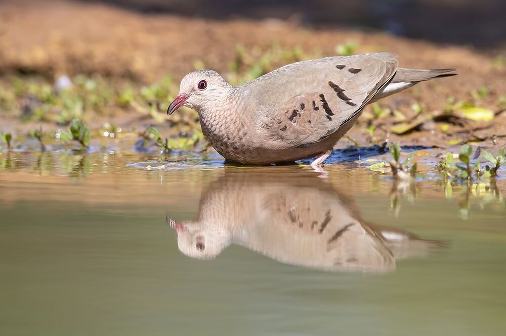 Common ground Dove - Воробьиная Земляная горлица