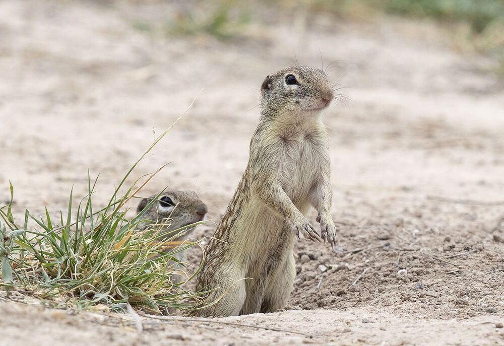 Земляная Белка  - Mexican ground squirrel
